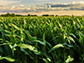 green corn field ready for harvest