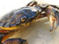 Carcinus maenas, the invasive green crab