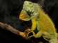 a green iguana