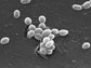 the bacterium, Enterococcus faecalis