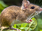 wild wood mouse