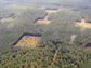 fragments of open savannah surrounded by pine