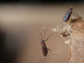 a female Hessian fly