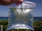 a High-hat fish is placed in a plastic bag