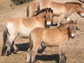 Przewalski's horse