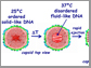 HSV-1 DNA undergoes a solid-to-fluid transition