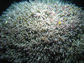 an aggregate of more than 14,000 tubeworms