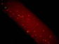 neutrophils (red) bind to the plastic nanoparticles (green)