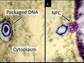 herpes simplex virus type 1 infecting a cell