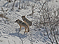 Isle Royale wolves