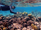 James Dimond snorkeling to collect coral in Belize