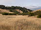 grassland at Jasper Ridge Biological Preserve