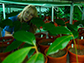 Jenalle Eck conducted a shadehouse experiment, potting more than 200 tree seedlings