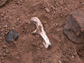 fragment of the lower arm bone of A. afarensis