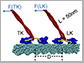 load-bearing kinesins