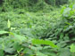 Japanese knotweed