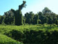 kudzu, or Japanese arrowroot