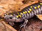 spotted salamander