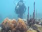 Laura Mydlarz inspects corals at a reef