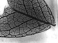 a leaf from Sophora arizonica