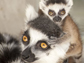 lemur's