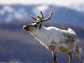 an adult male caribou