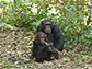 two chimpanzees