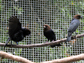 a male-directed display by male cowbirds