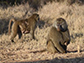 an adult male baboon and an adult female with clinging infant forage for food