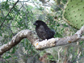 a male finch