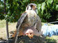 a male kestrel