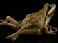 malformed chorus frog