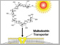 design of maltodextrin-based imaging probes