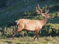 an elk