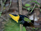 male golden-collared manakin