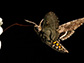 an adult Manduca sexta moth