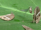 mantis eating a bushbrown butterfly