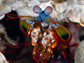 mantis shrimp