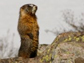 marmot