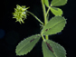 a medicago plant