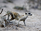 a meerkat wipes his scent on a shrub
