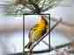 a Blackburnian warbler