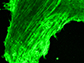 a microscope image shows nerve cells that relay information from the ear to the brain in mice