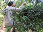 Adriana Hernandez-Aguilar swabbing leaf in nest for microbes