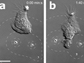 microparticles that mimic bacteria