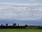 migratory birds at the study site