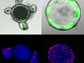 two sets of miniguts grown on culture dishes