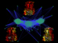 potential shape of the protein mitoNEET