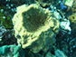 modern demosponge Rhabdastrella globostellata