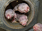 image of naked mole rats